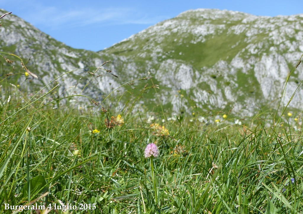 Orchidee alpine austriache ( M.Traweng, Burgeralm, Petzen, M.Dobratsch)